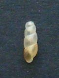 Truncatella subcylindrica